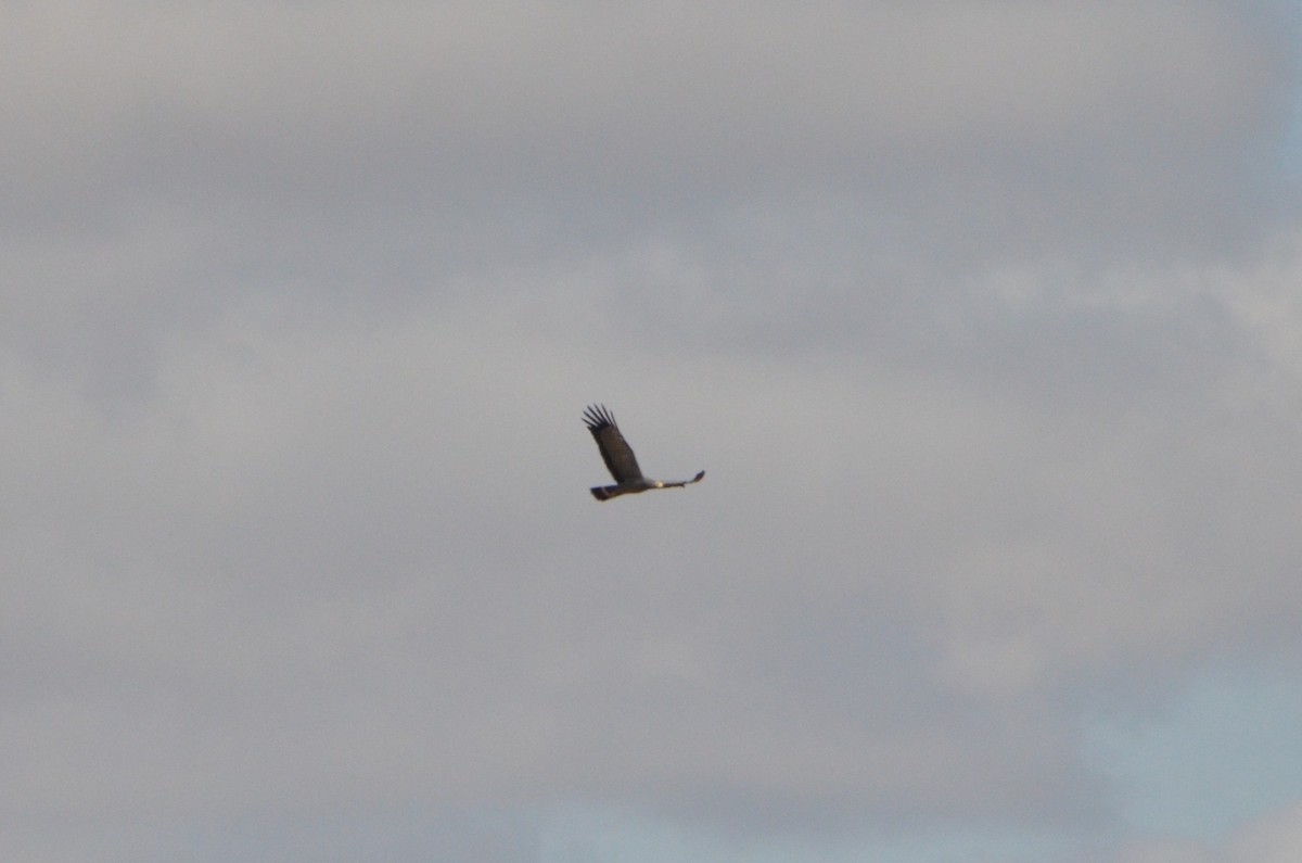 African Harrier-Hawk - ML611817956