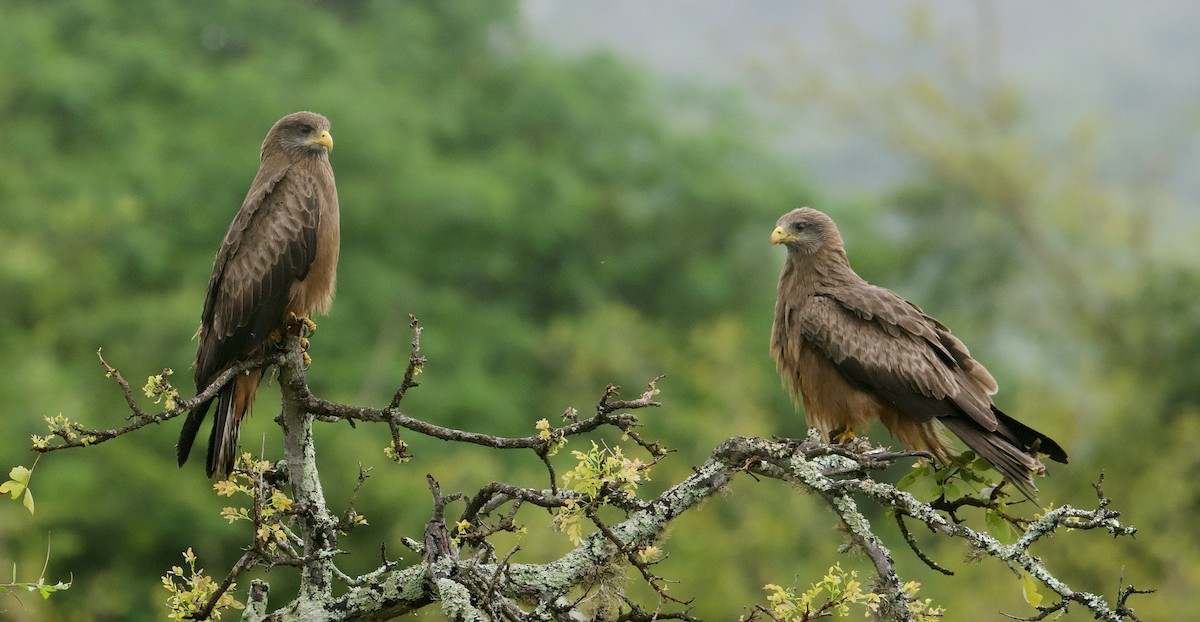 Black Kite (Yellow-billed) - ML611818033