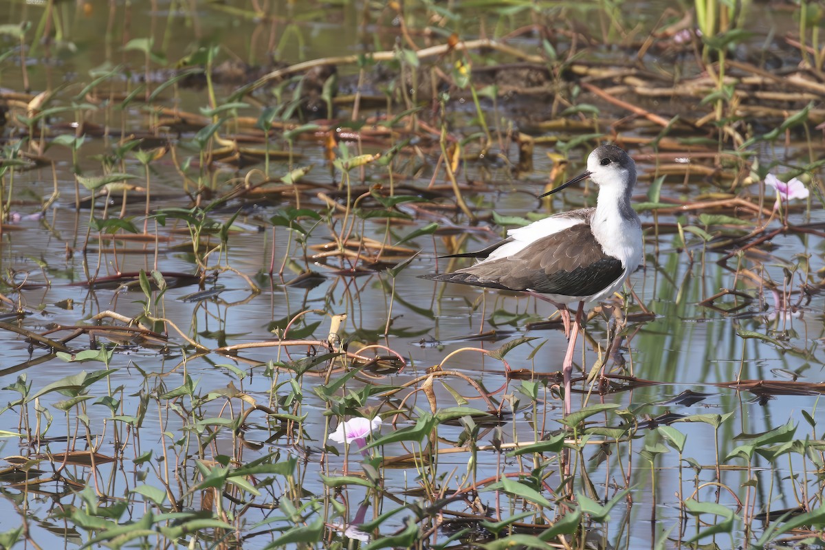 Black-winged Stilt - ML611818034