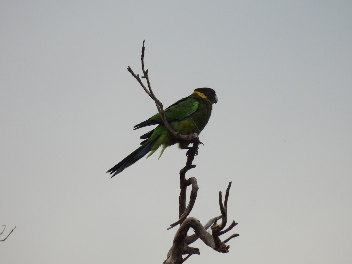 Perico de Port Lincoln - ML611818046