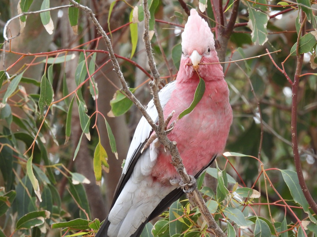 Cacatúa Galah - ML611818054