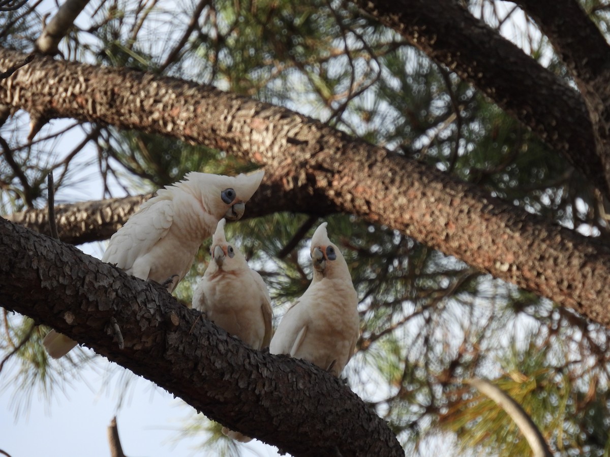 Cacatúa Sanguínea - ML611818061