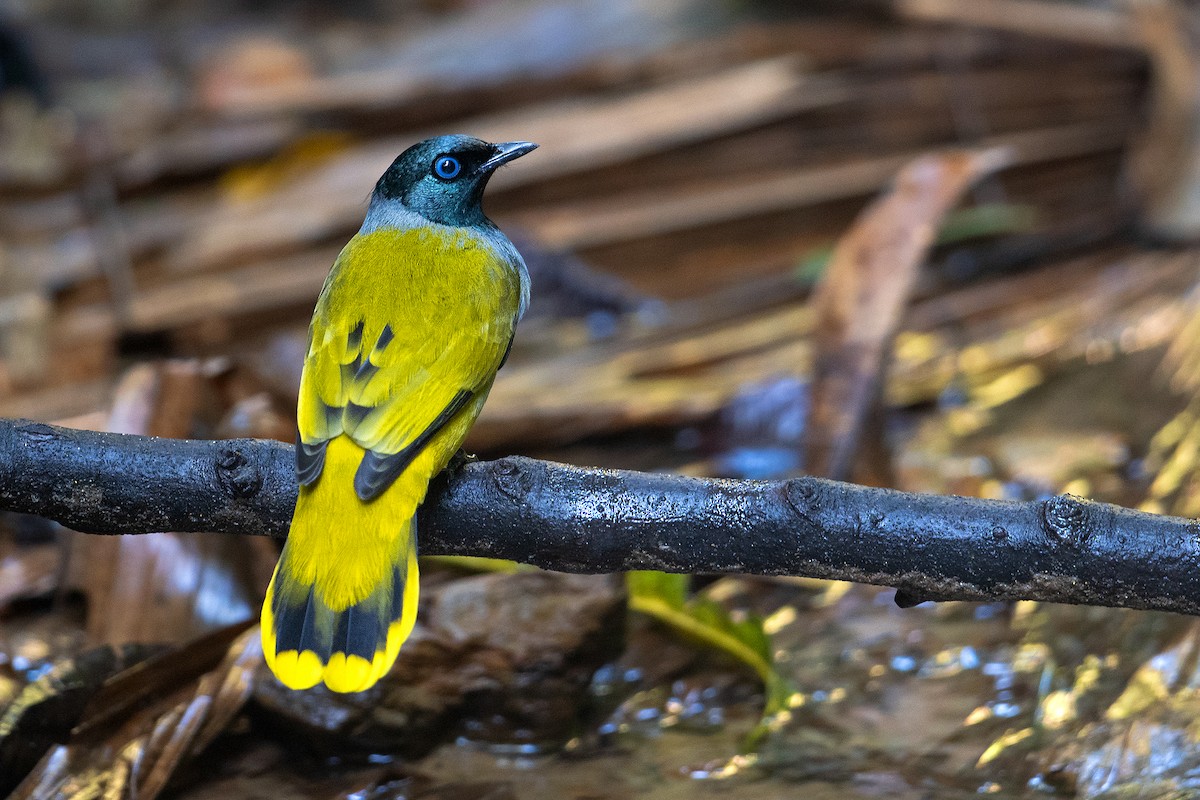Black-headed Bulbul - Aseem Kothiala