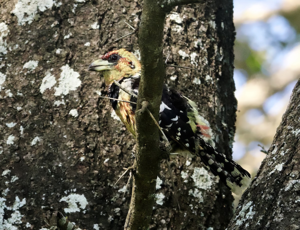 Crested Barbet - ML611818067