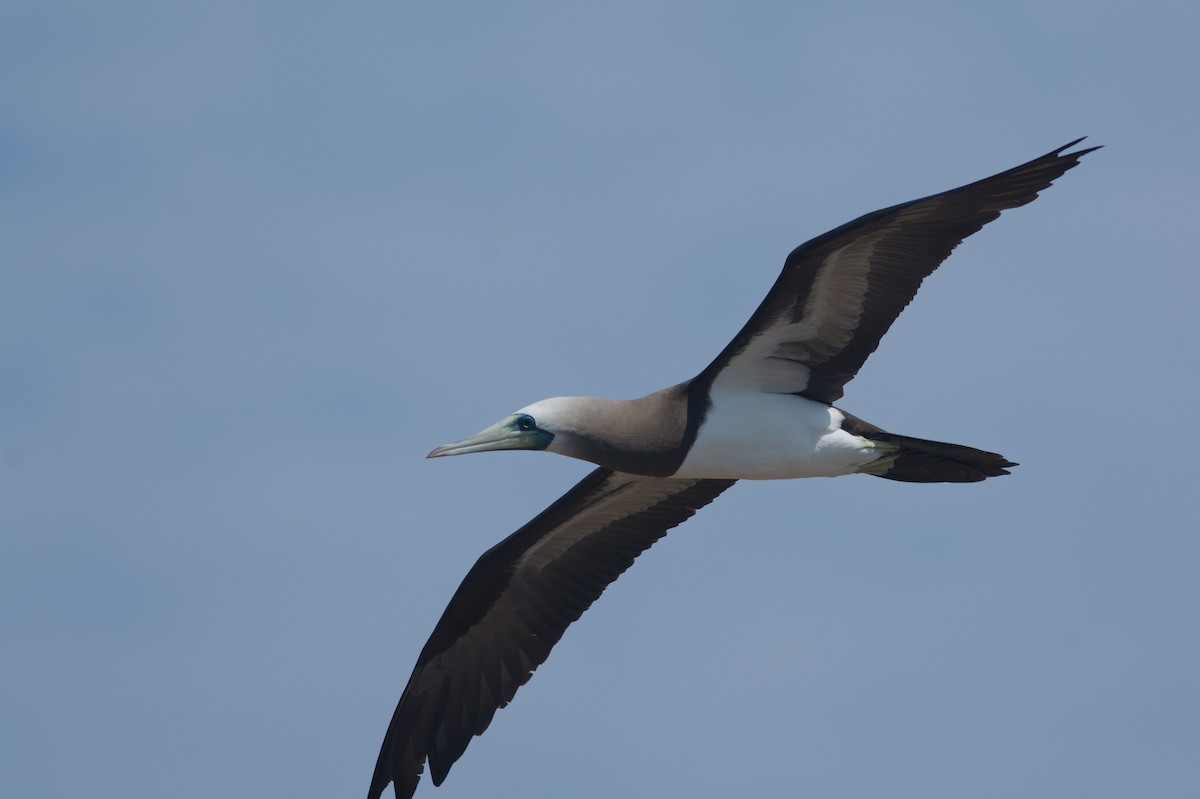 Brown Booby - ML611818093