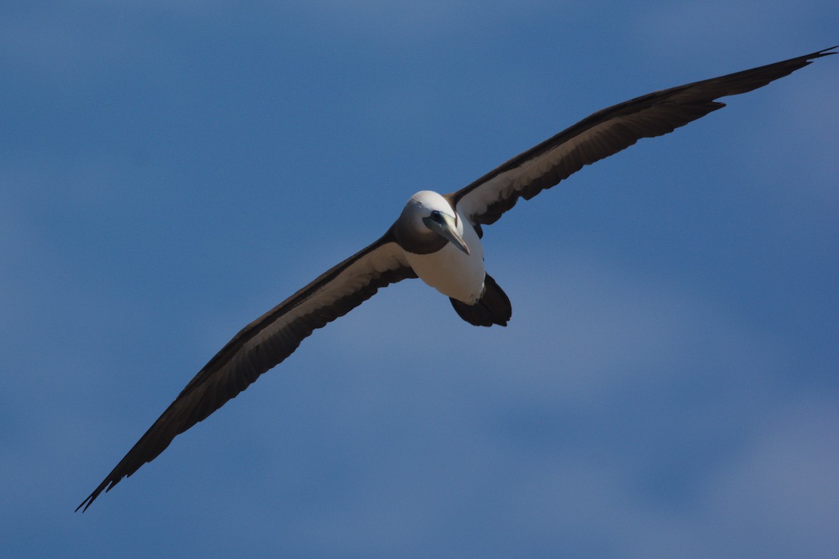 Brown Booby - ML611818097