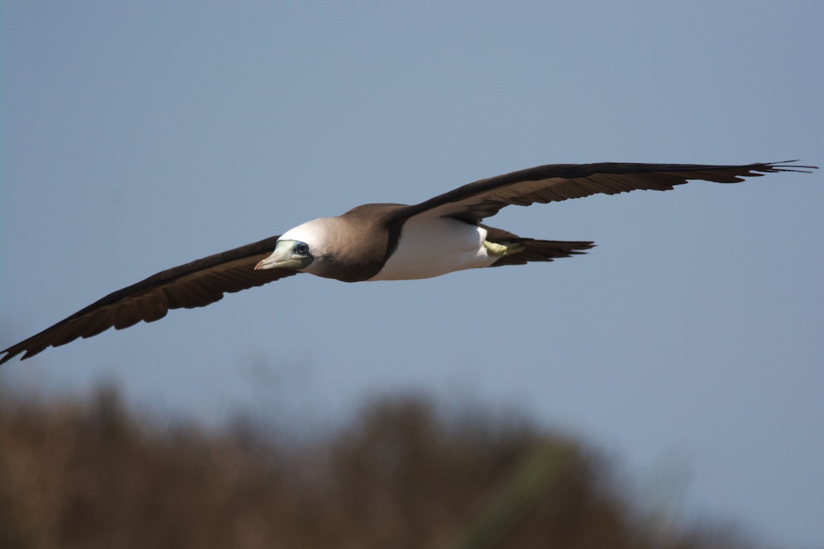 Brown Booby - ML611818099