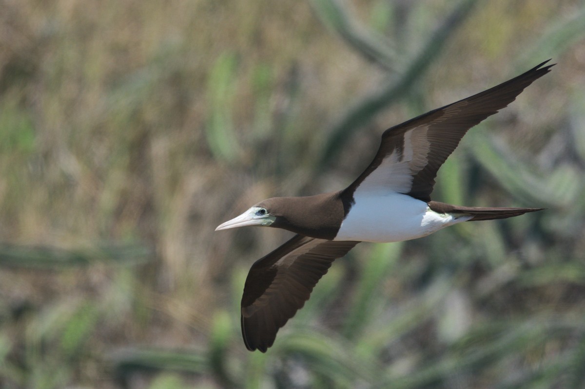 Brown Booby - ML611818100