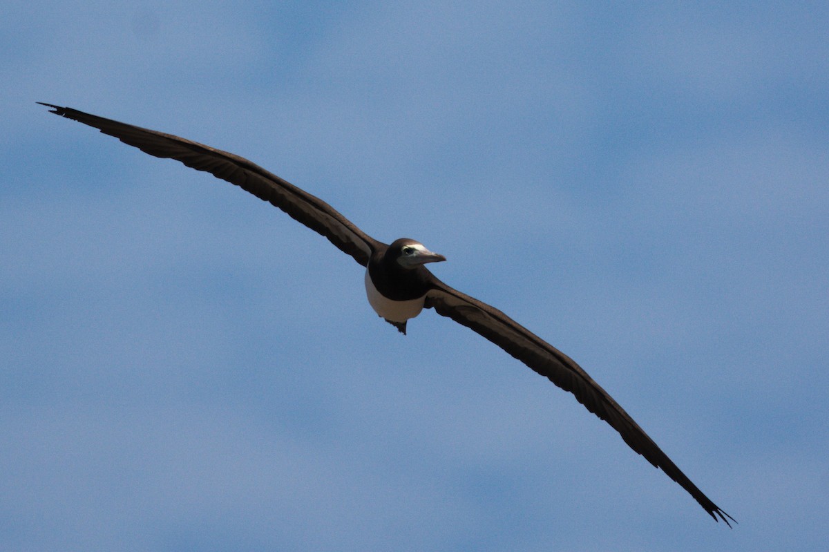 Brown Booby - ML611818103