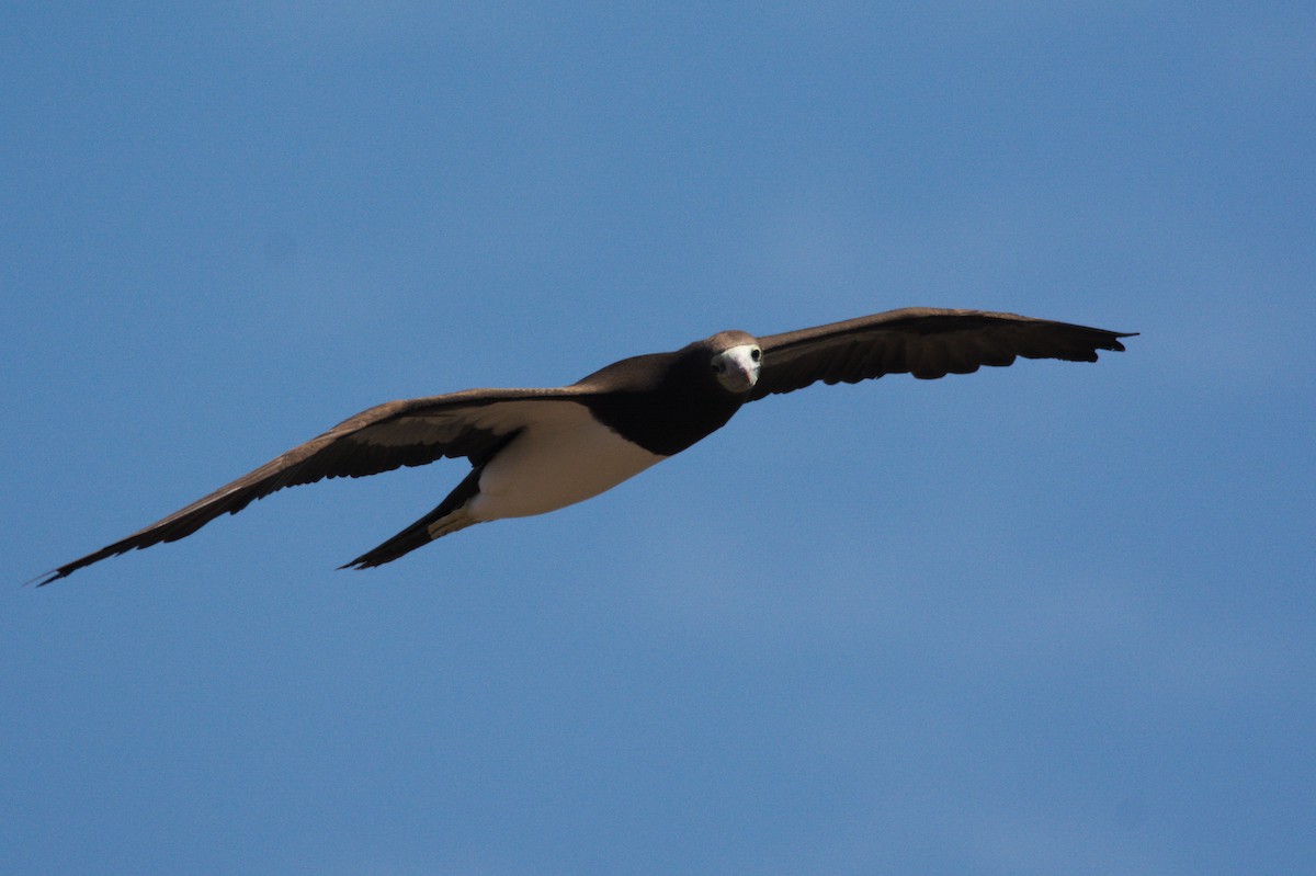 Brown Booby - ML611818108