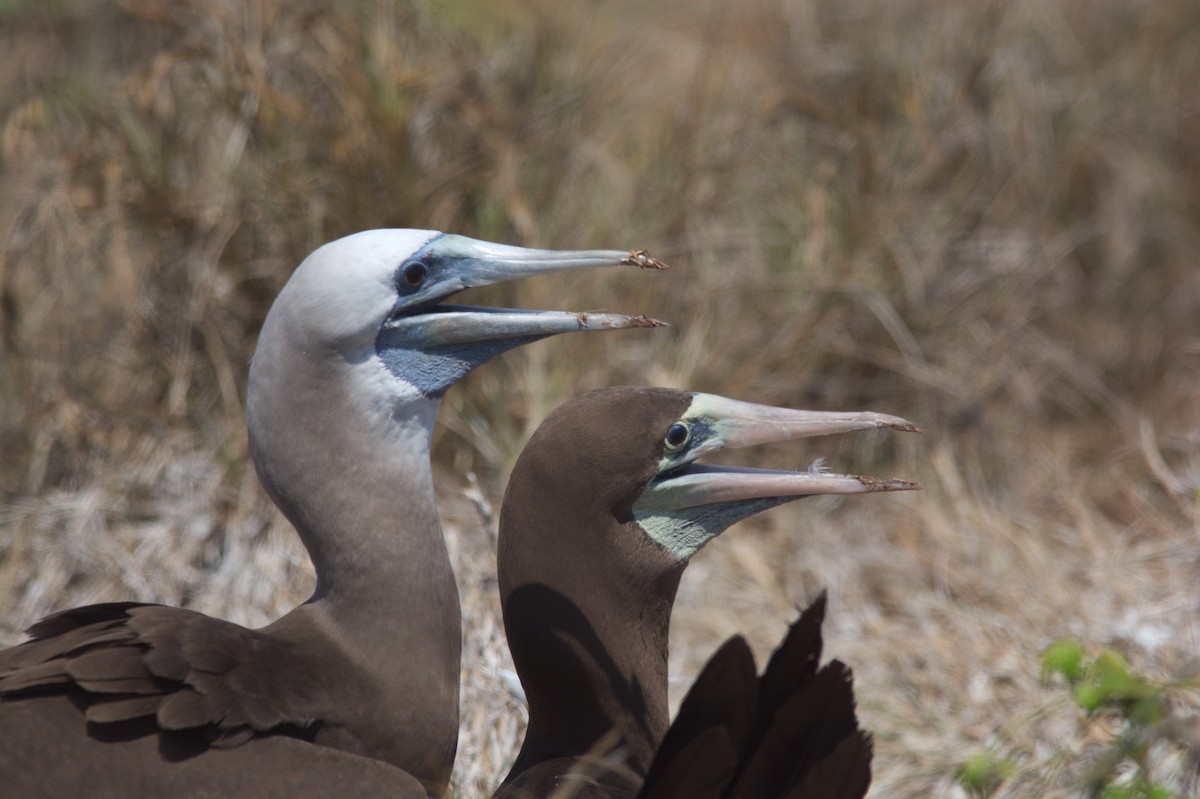 Brown Booby - ML611818111