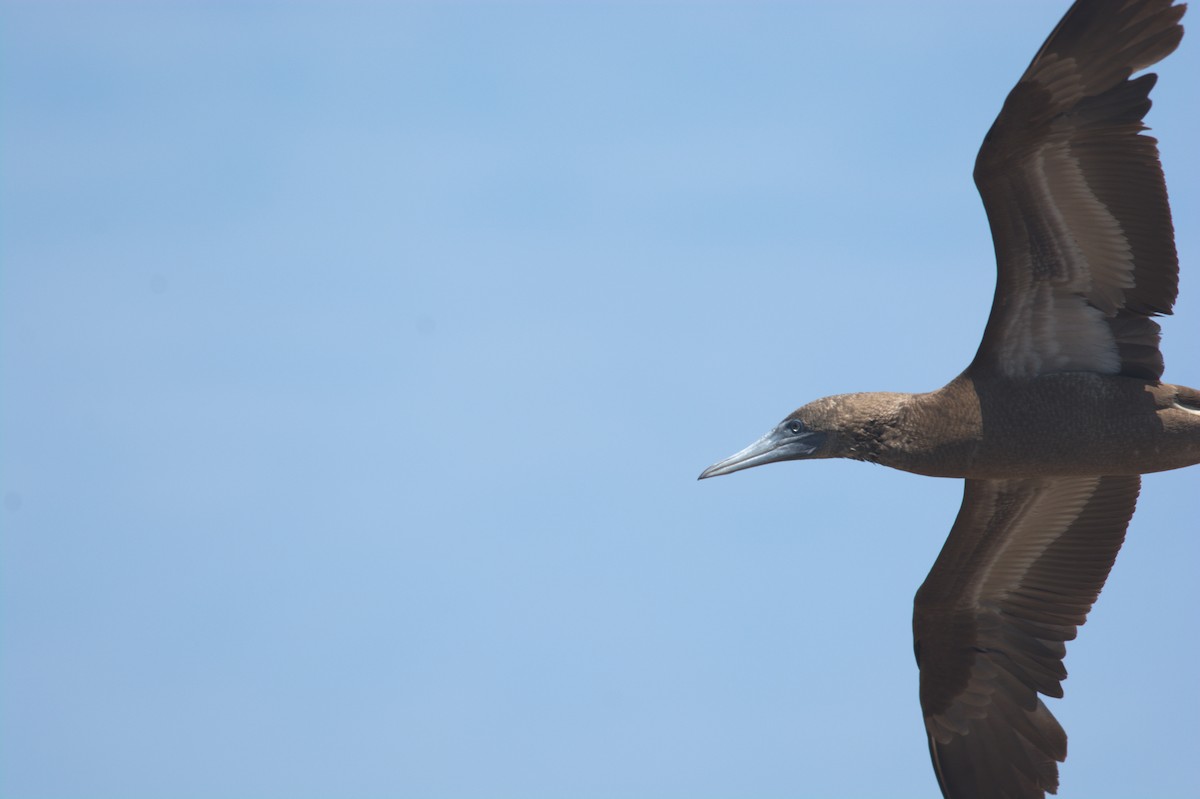 Brown Booby - ML611818112