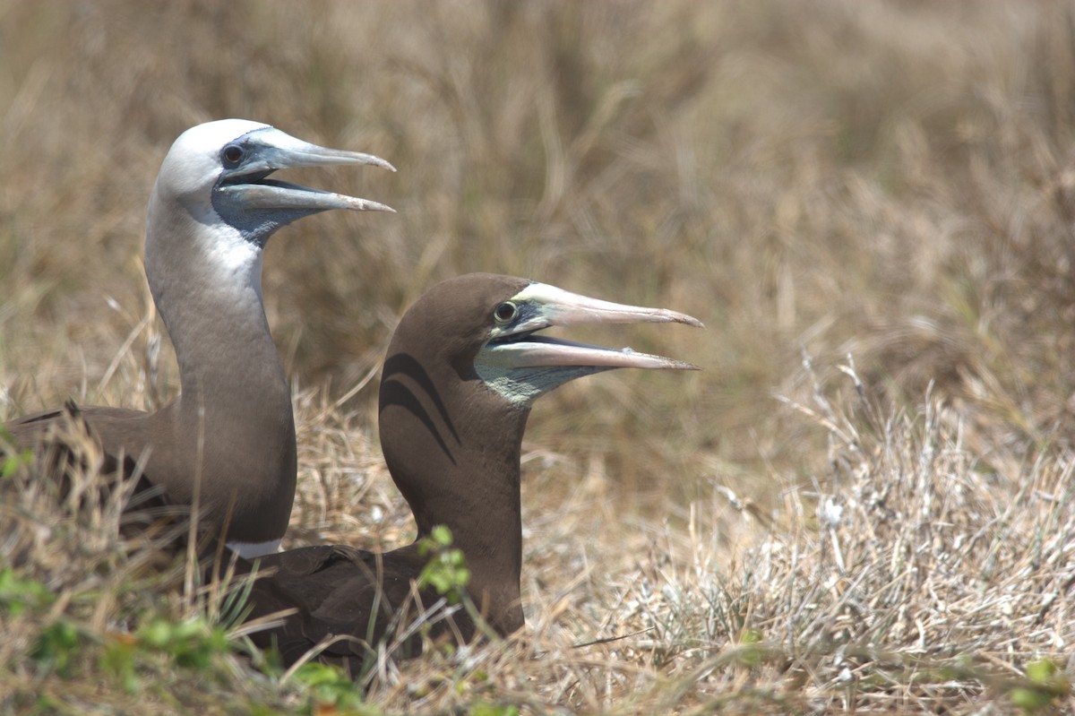 Brown Booby - ML611818113