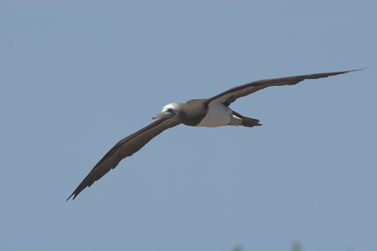 Brown Booby - ML611818122