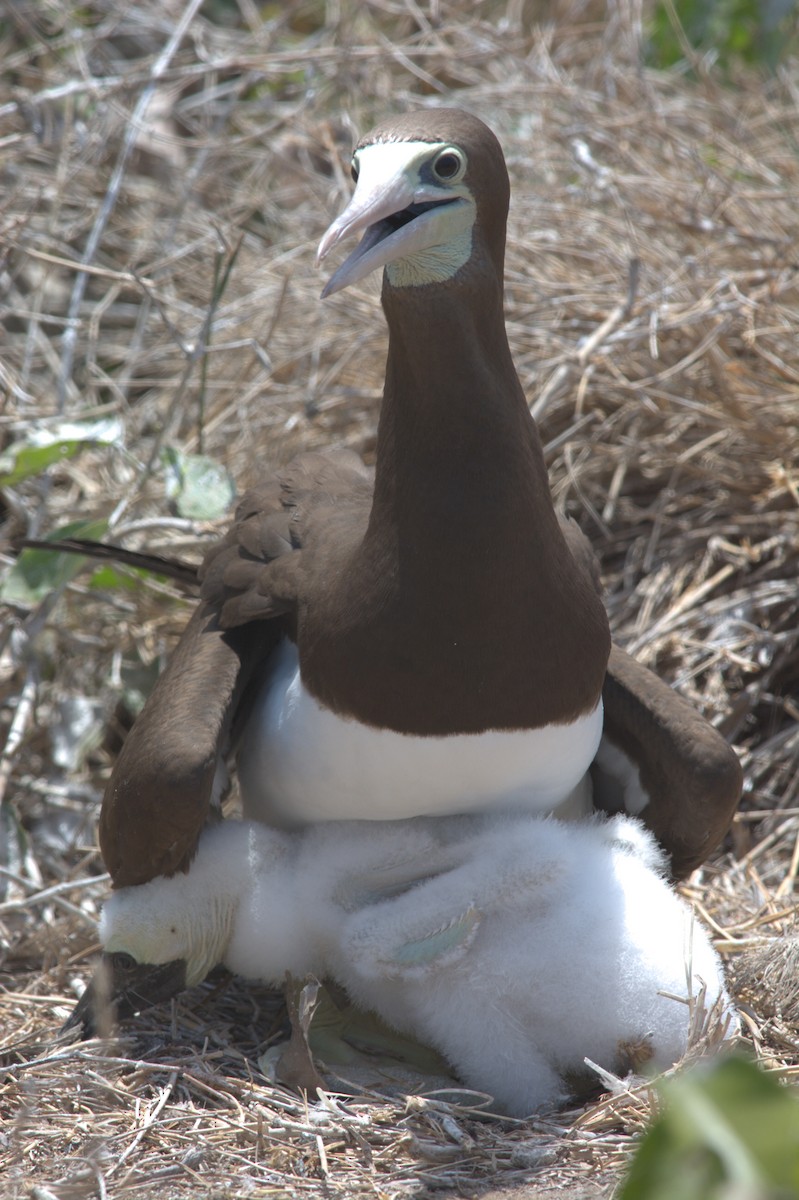 Brown Booby - ML611818123