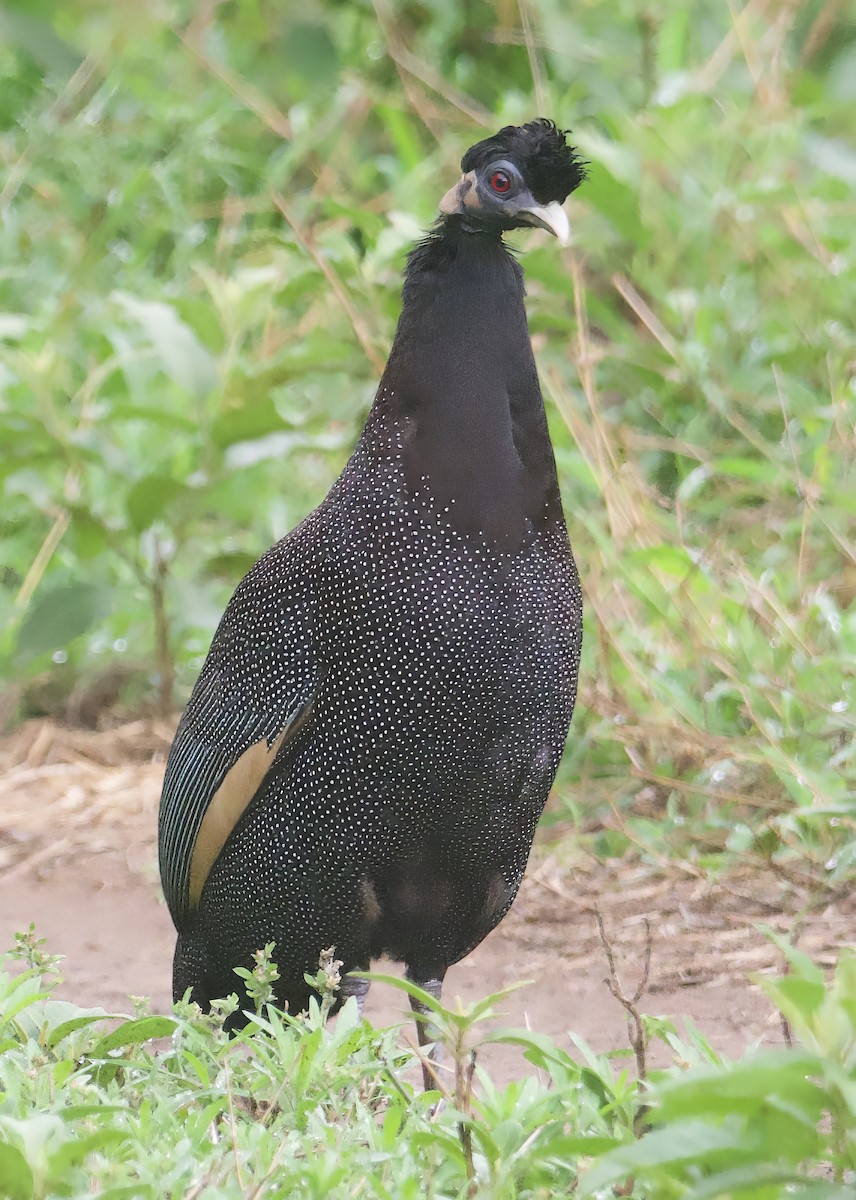 Southern Crested Guineafowl - ML611818130