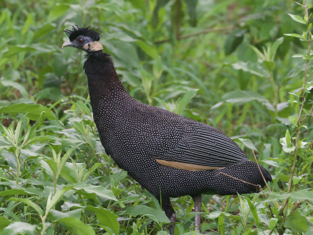 Southern Crested Guineafowl - ML611818131