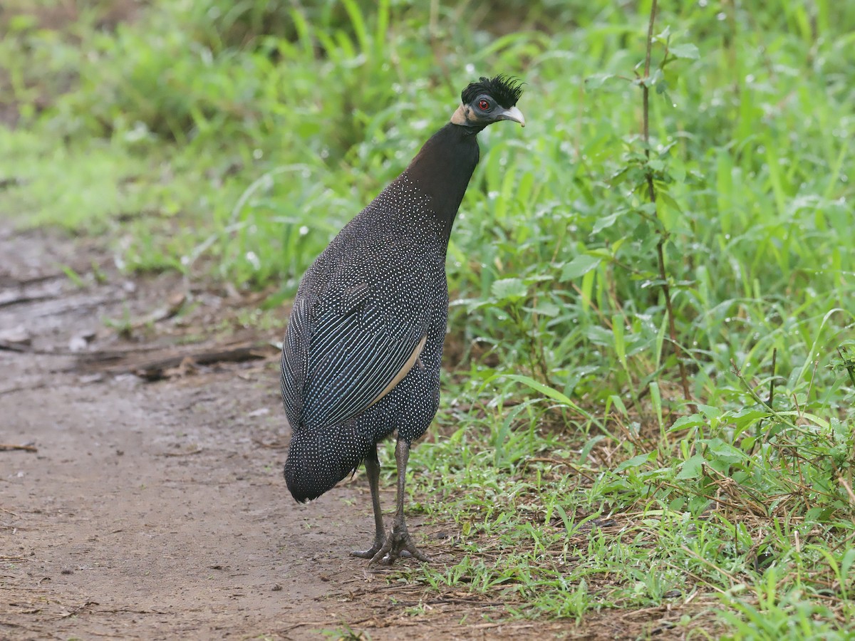 Southern Crested Guineafowl - ML611818132