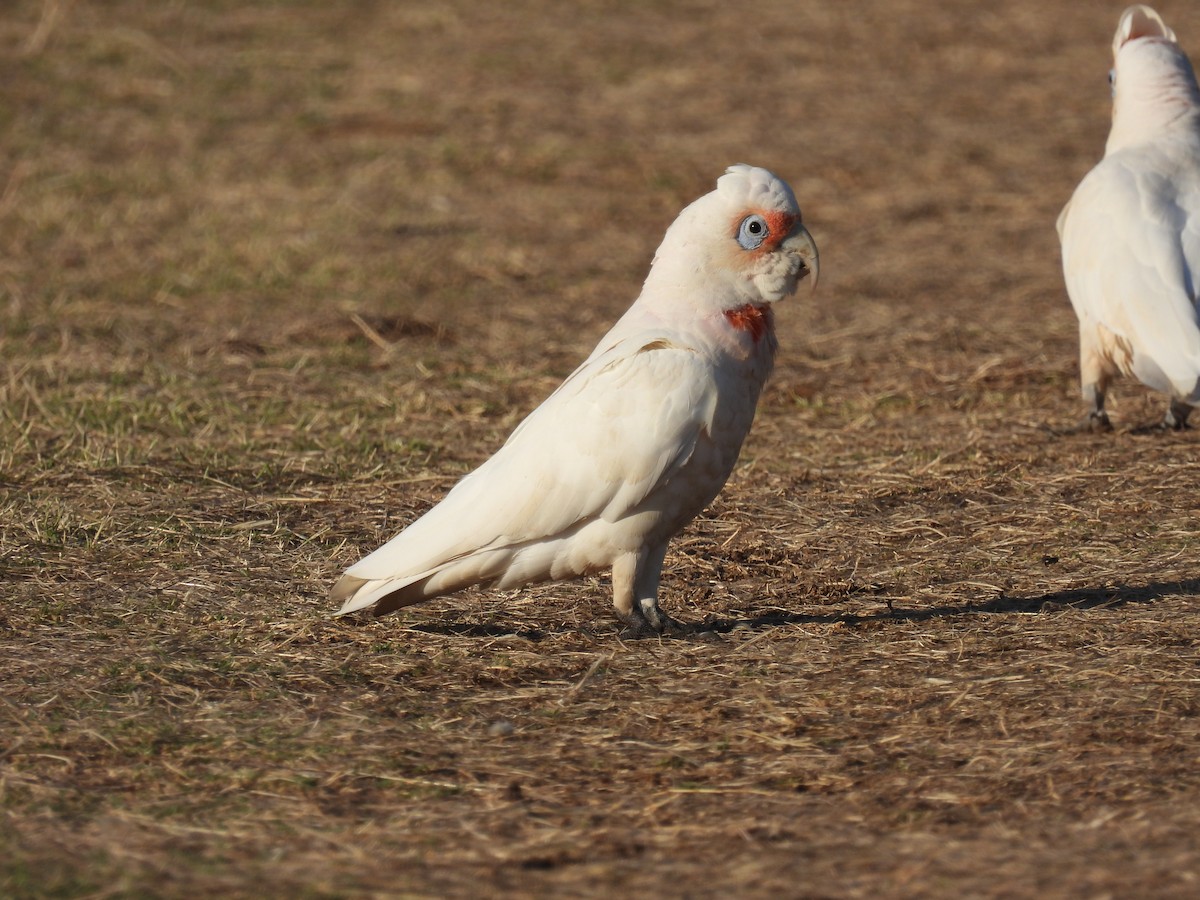 Long-billed Corella - Rob Nicholson