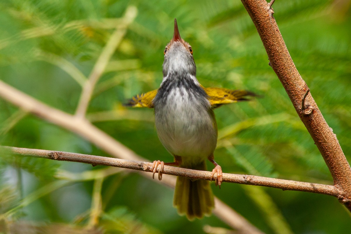 Dunkelkehl-Schneidervogel - ML611818201