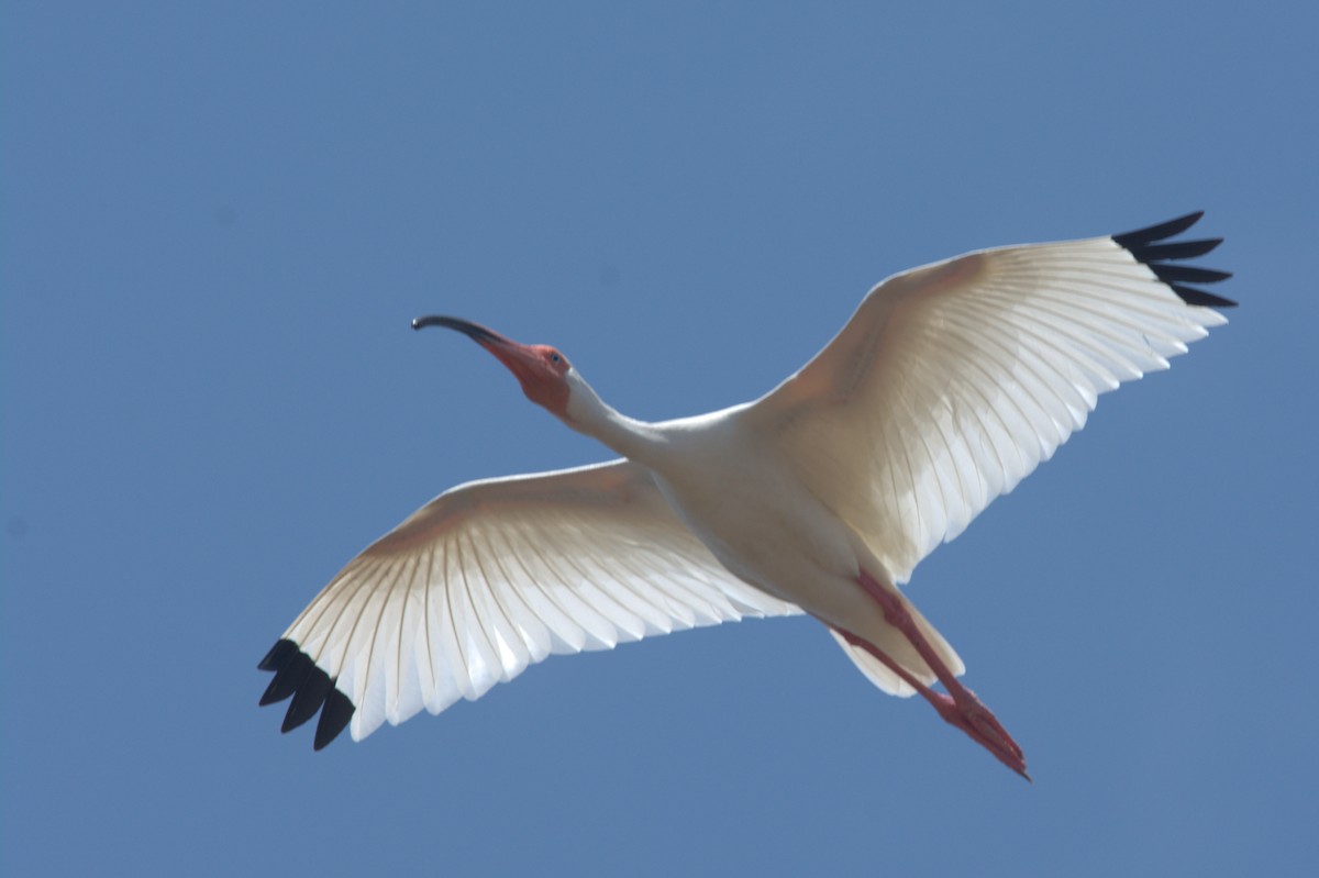 White Ibis - ML611818211