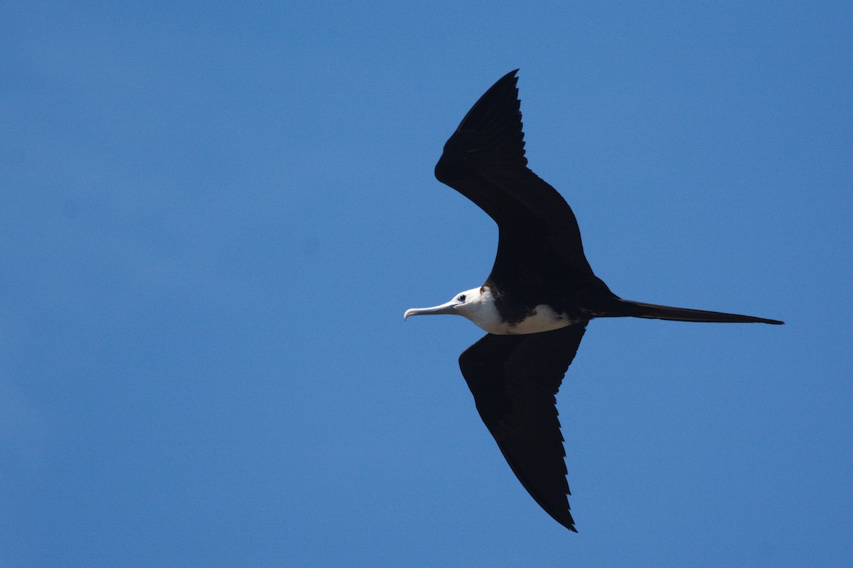 Magnificent Frigatebird - ML611818213