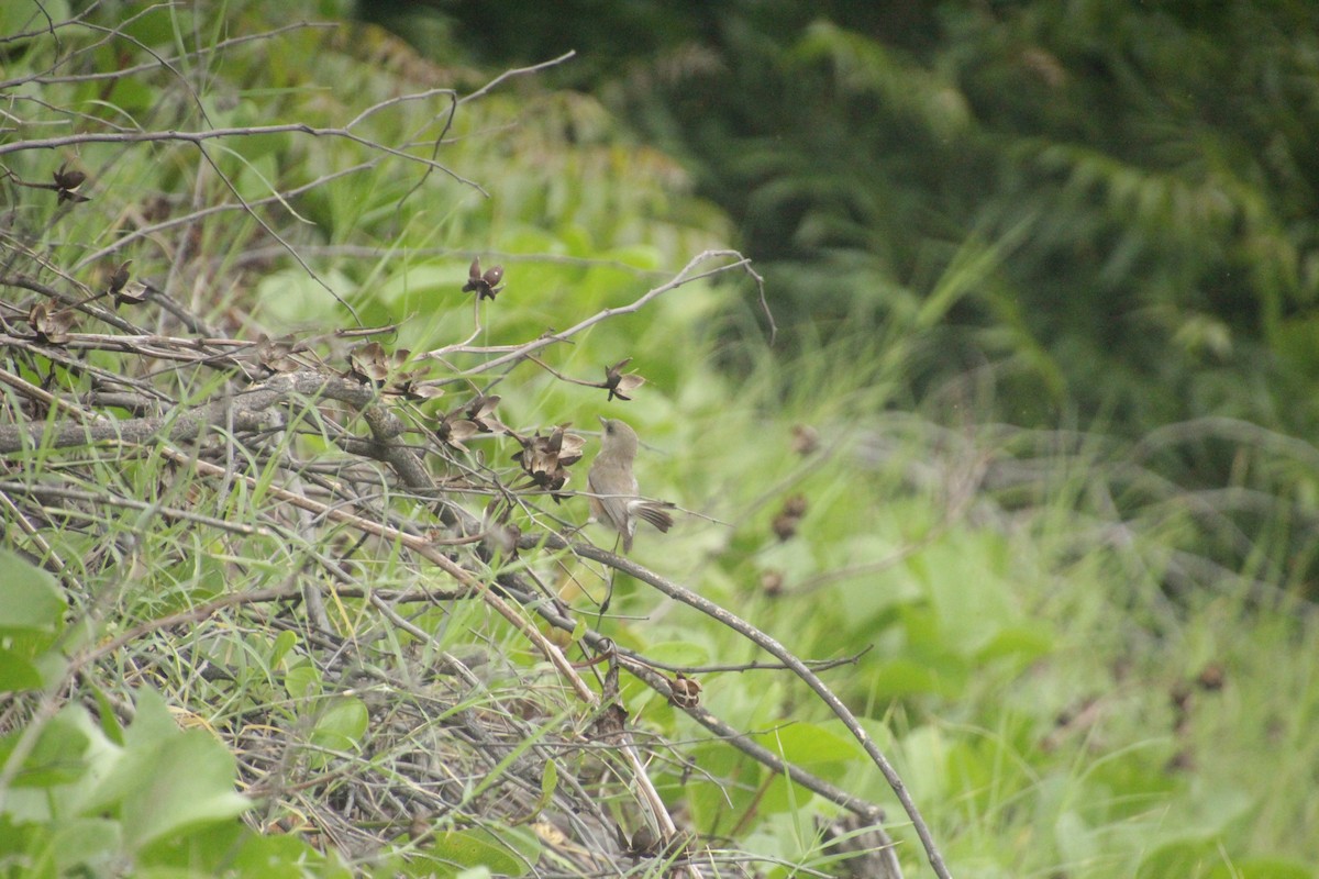 Réunion-Graubrillenvogel - ML611818235