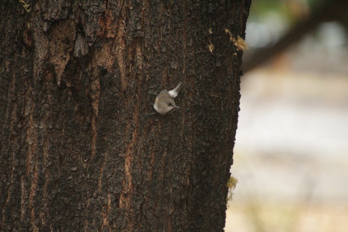 Reunion Gray White-eye - Guillaume Calcagni