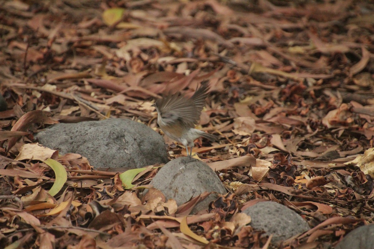 Reunion Gray White-eye - ML611818237