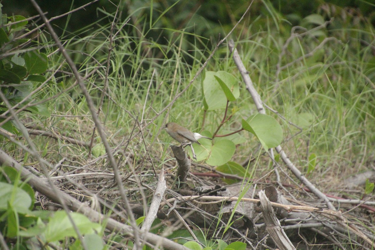 Reunion Gray White-eye - ML611818241