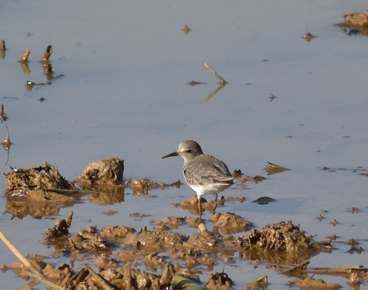 Little Stint - ML611818245