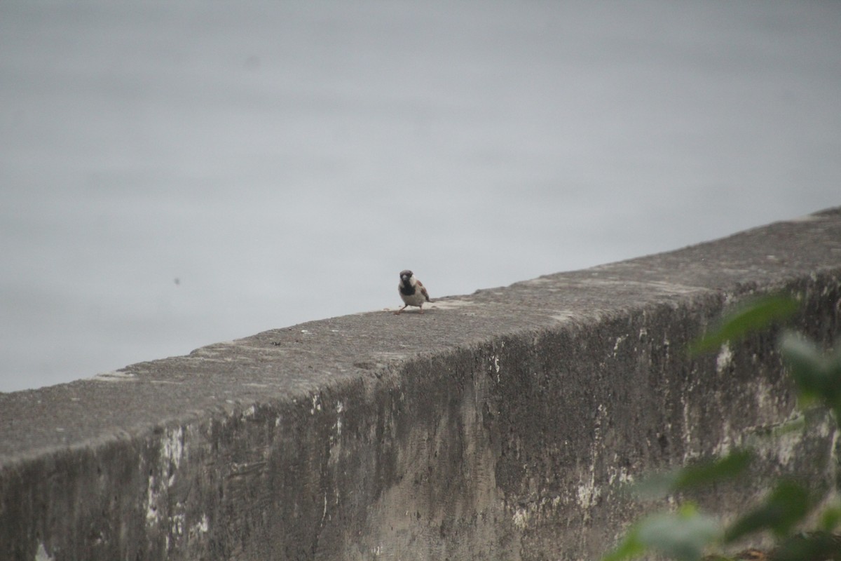 Оронгийн бор шувуу - ML611818254