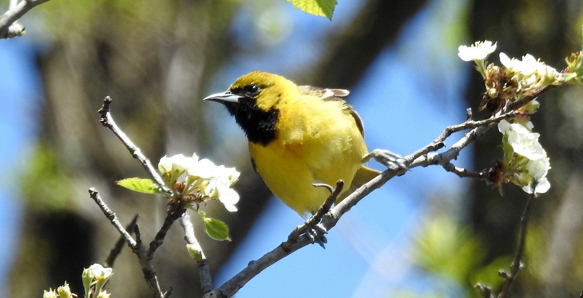 Orchard Oriole - ML611818291