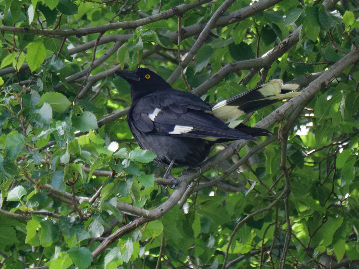 Pied Currawong - ML611818292