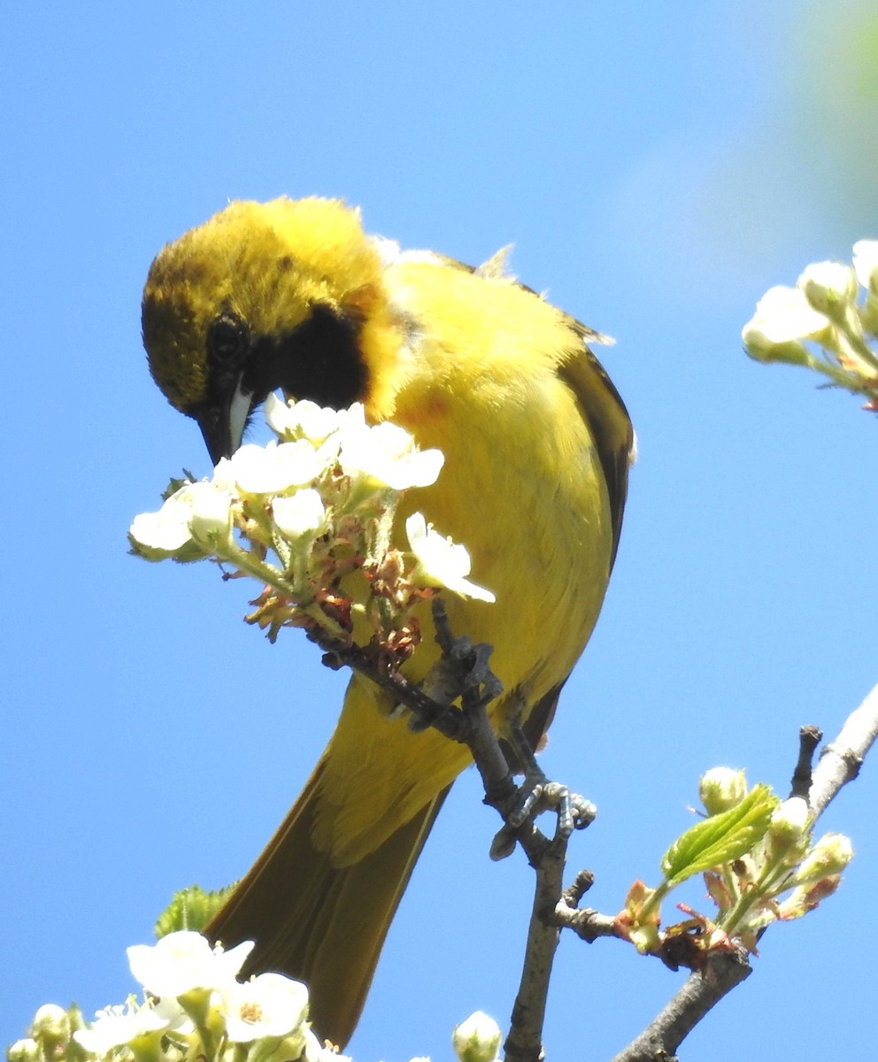 Orchard Oriole - ML611818293