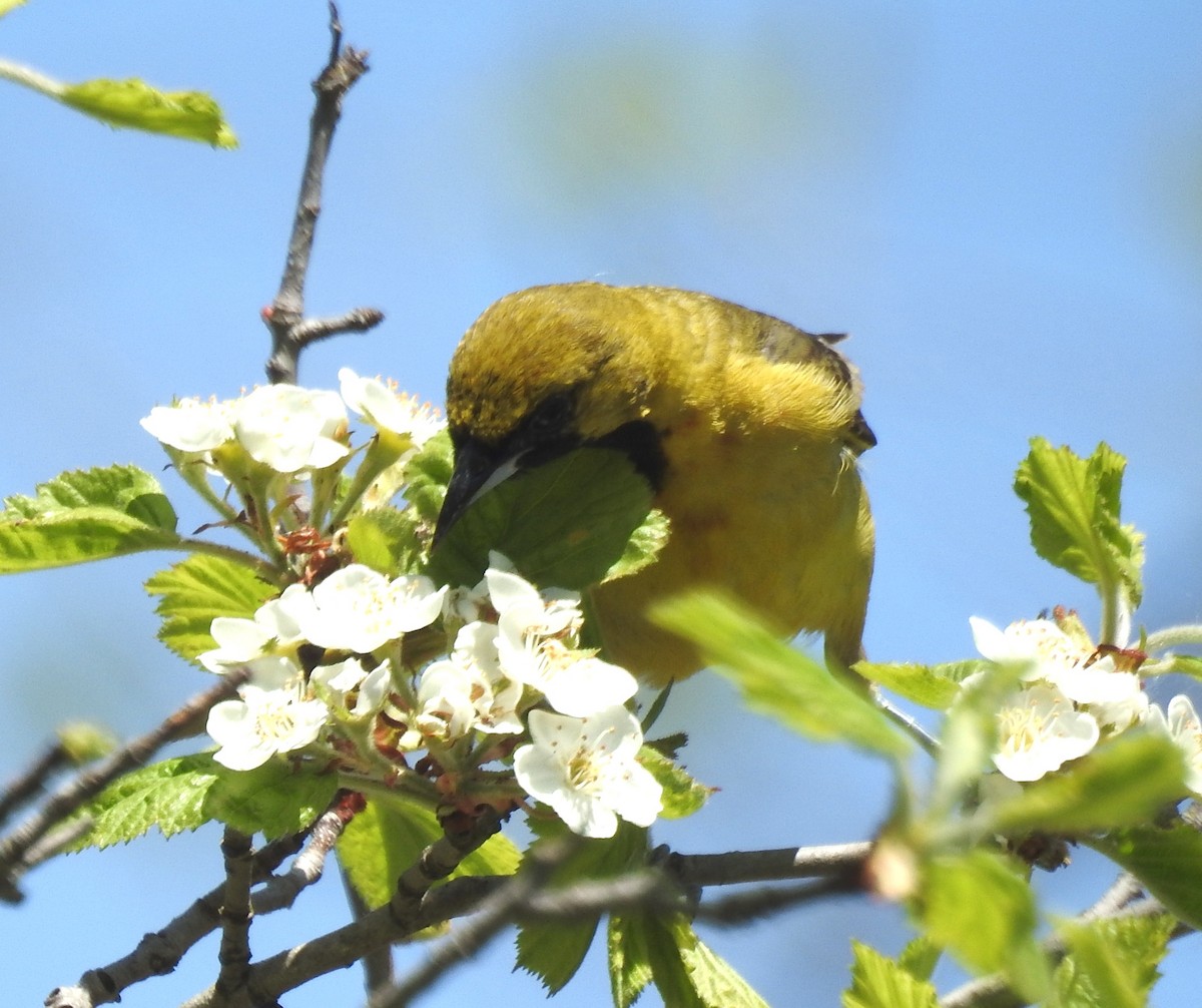 Orchard Oriole - ML611818294