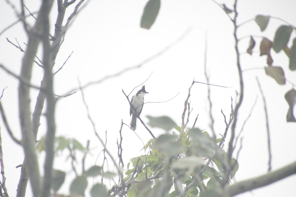 Red-whiskered Bulbul - ML611818380