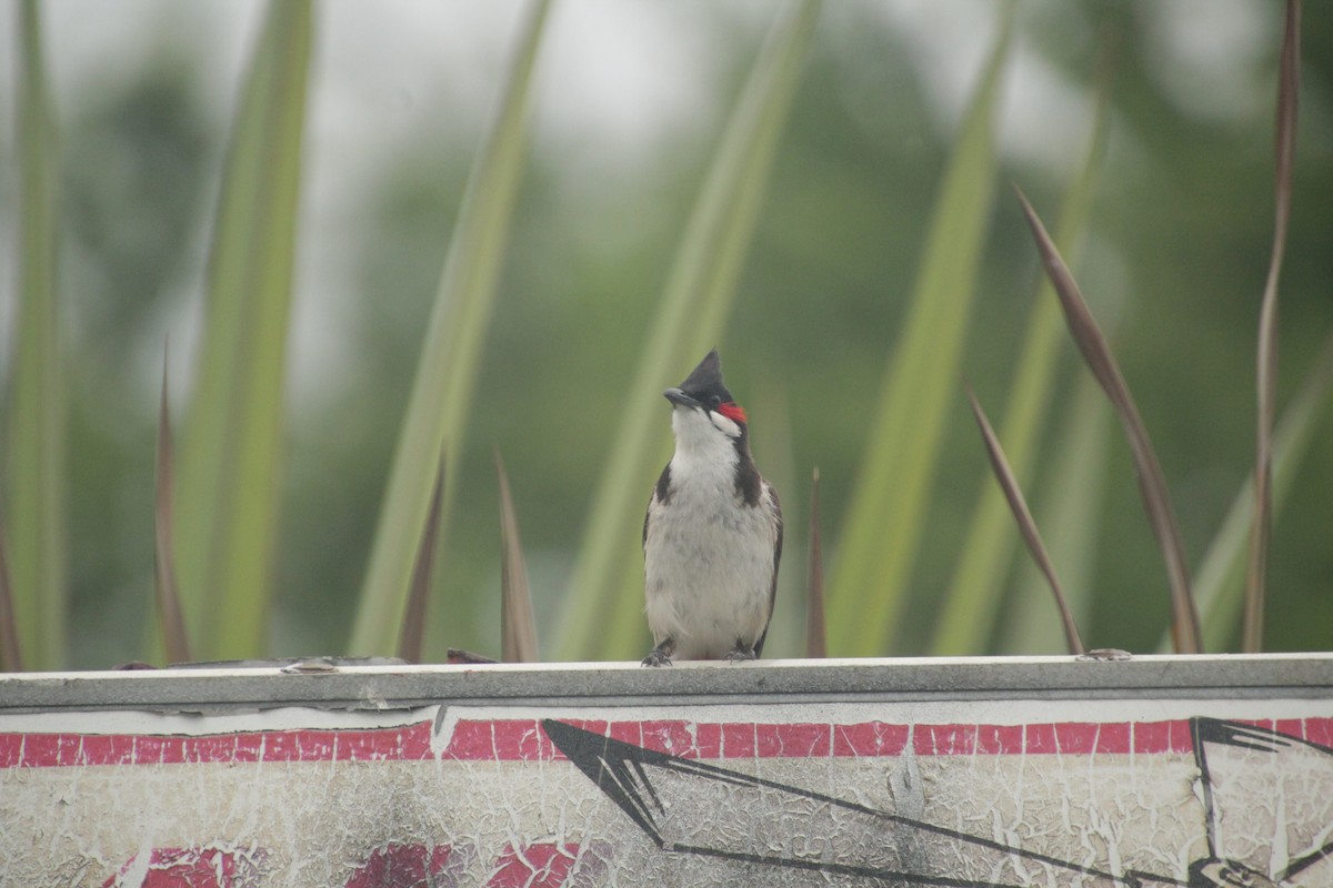 Red-whiskered Bulbul - ML611818381