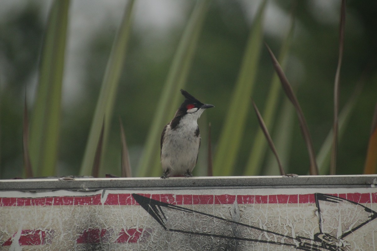 Red-whiskered Bulbul - ML611818382