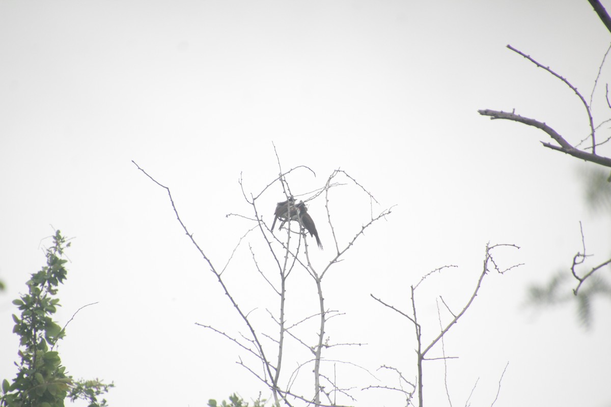 Red-whiskered Bulbul - ML611818383