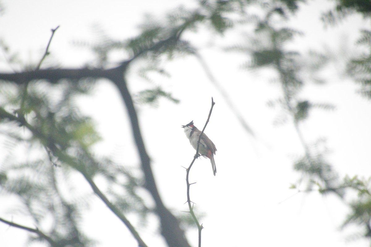 Red-whiskered Bulbul - ML611818385