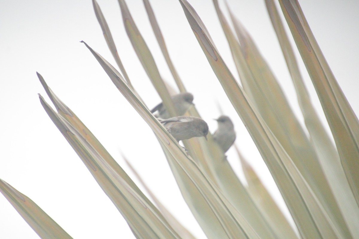 Reunion Gray White-eye - Guillaume Calcagni