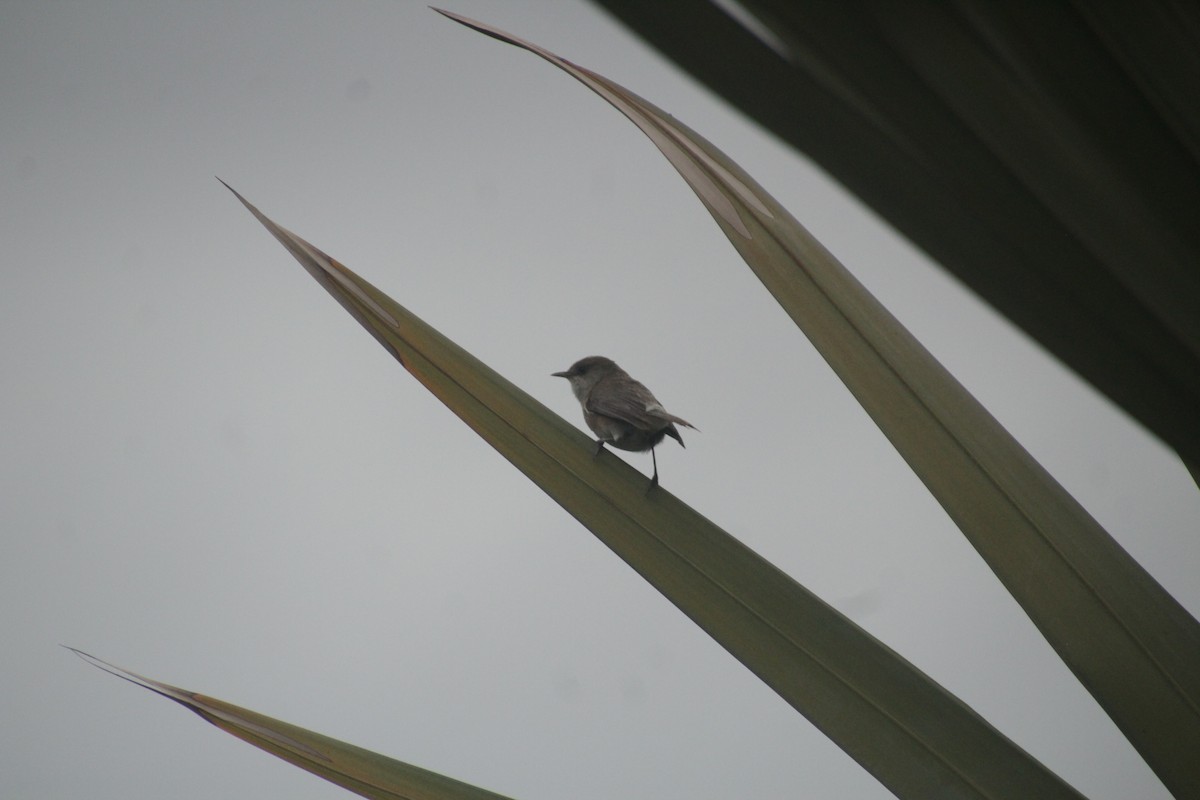 Reunion Gray White-eye - Guillaume Calcagni