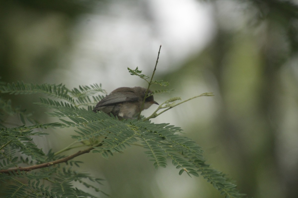 Reunion Gray White-eye - Guillaume Calcagni