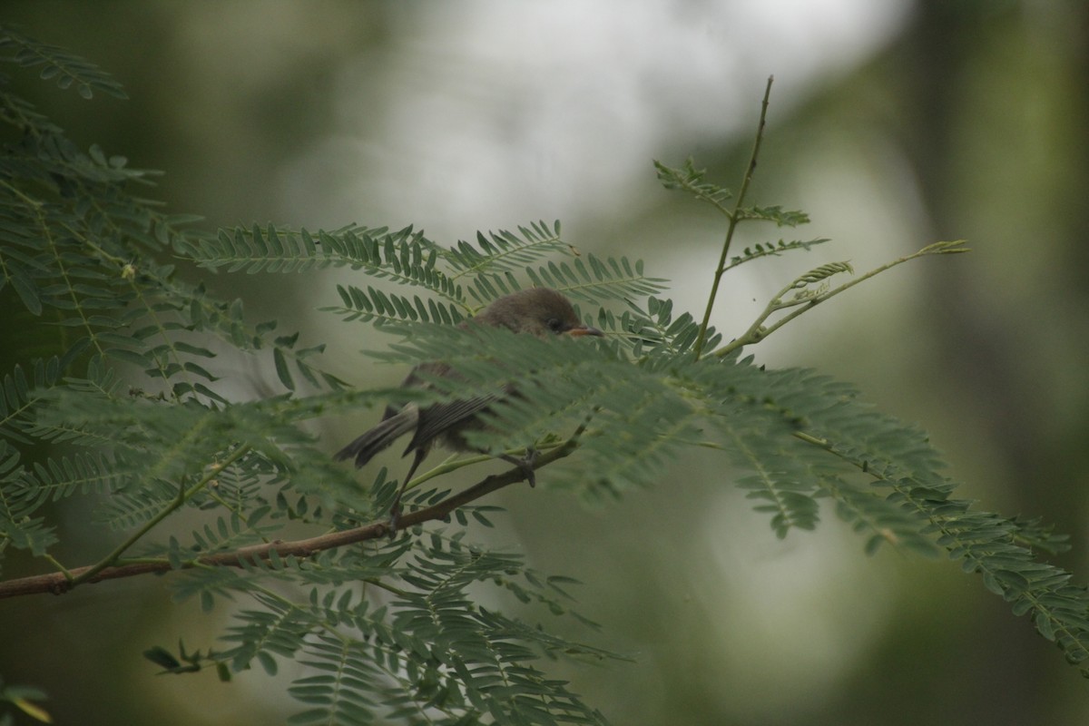 Reunion Gray White-eye - Guillaume Calcagni