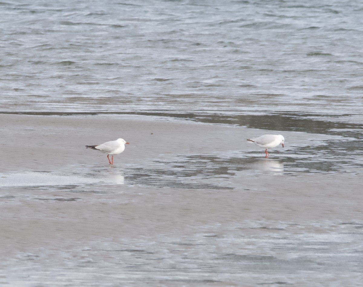 Silver Gull - ML611818456