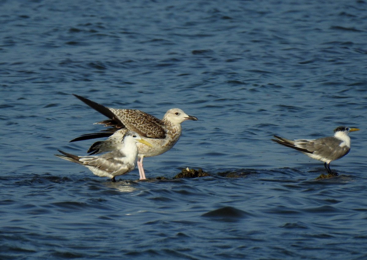 Lesser Black-backed Gull - ML611818461