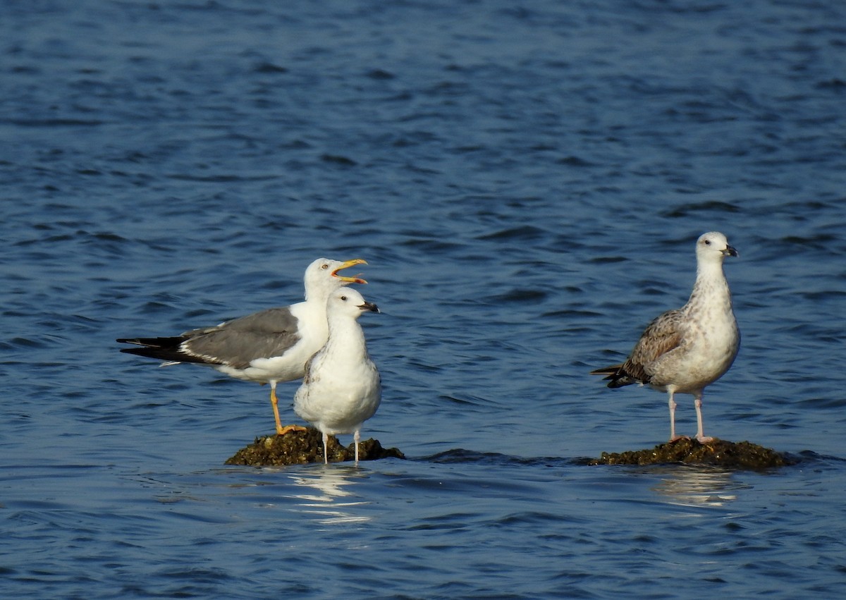 Lesser Black-backed Gull - ML611818462