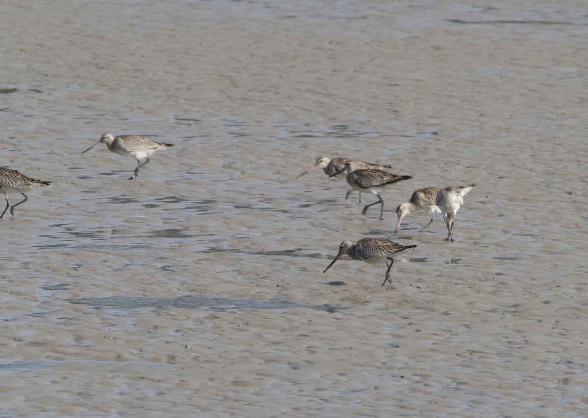 Bar-tailed Godwit - ML611818467