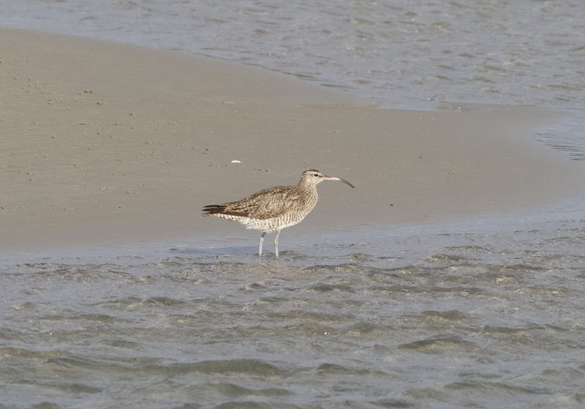 Whimbrel - Yvonne van Netten